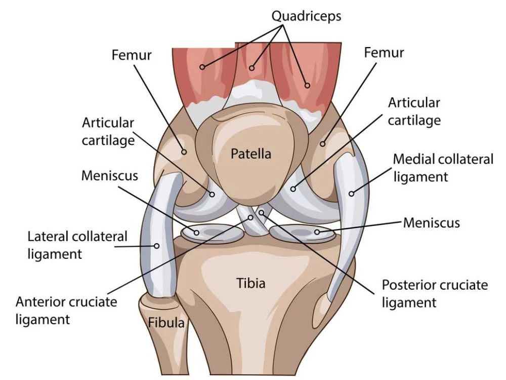 Educational knee diagram showing the kneecap, joint line, cartilage, meniscus, and ligament areas patients may ask about during a knee pain evaluation